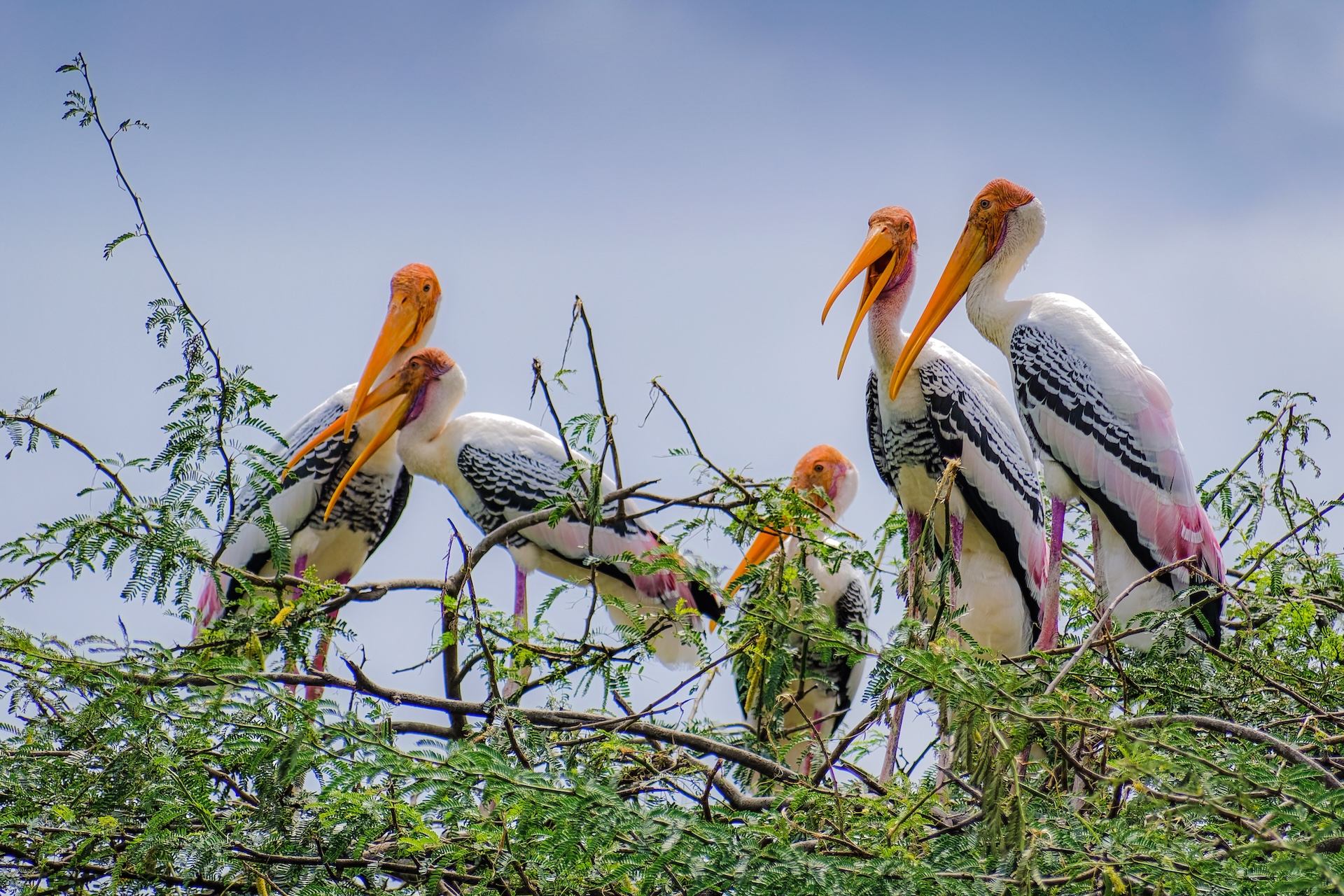 Painted Storks by Bijan K Choudhury